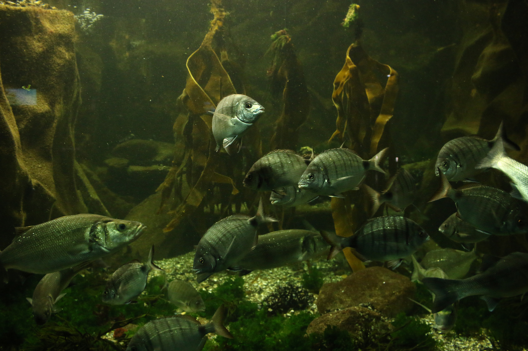 "Peixes", fotografía tomada no Aquamuseu do Minho, Vilanova de Cerveira, o 1-9-23. Unha vista dun acuario de ribeira, que mostra un banco de sargos do río Miño con algas no fondo. Un dos peixes está máis alumado e vira a súa ollada á cámara.