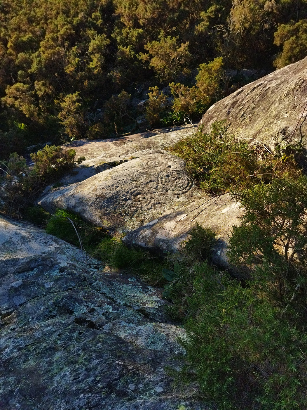 "Petróglifo do Monte Pedroso", fotografía tomada en Compostela o 14-1-22. Mostra o petróglifo tomado dende arriba, entre a vexetación mesta do monte galego, descuberto por un raio de sol da tarde.